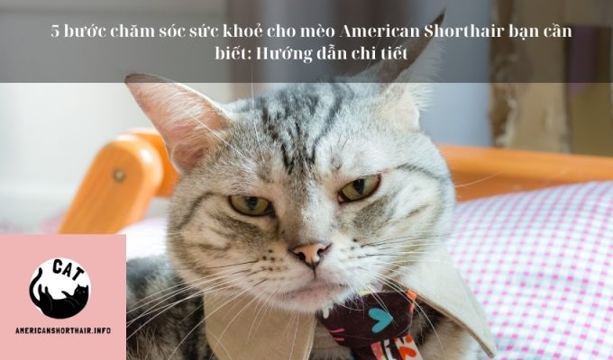 5 bước chăm sóc sức khoẻ cho mèo American Shorthair bạn cần biết: Hướng dẫn chi tiết