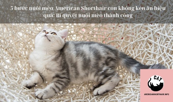 5 bước nuôi mèo American Shorthair con không kén ăn hiệu quả: Bí quyết nuôi mèo thành công