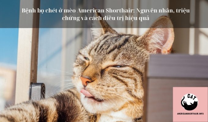 Bệnh bọ chét ở mèo American Shorthair: Nguyên nhân, triệu chứng và cách điều trị hiệu quả