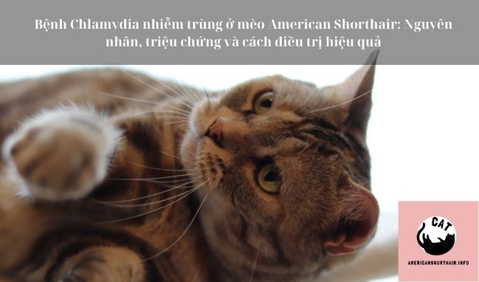 Bệnh Chlamydia nhiễm trùng ở mèo American Shorthair: Nguyên nhân, triệu chứng và cách điều trị hiệu quả