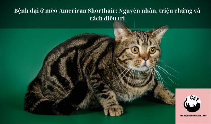 Bệnh dại ở mèo American Shorthair: Nguyên nhân, triệu chứng và cách điều trị