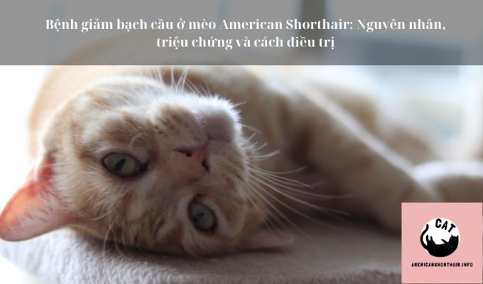 Bệnh giảm bạch cầu ở mèo American Shorthair: Nguyên nhân, triệu chứng và cách điều trị