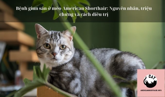 Bệnh giun sán ở mèo American Shorthair: Nguyên nhân, triệu chứng và cách điều trị