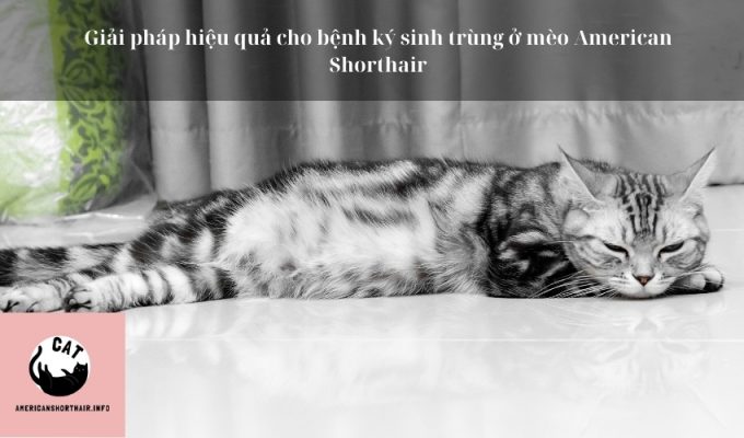 Giải pháp hiệu quả cho bệnh ký sinh trùng ở mèo American Shorthair