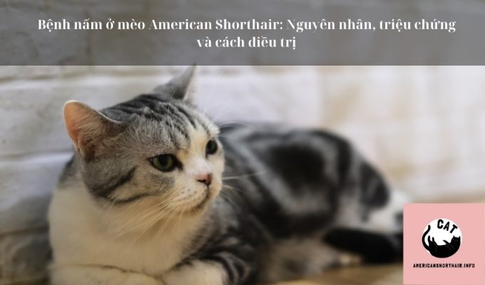 Bệnh nấm ở mèo American Shorthair: Nguyên nhân, triệu chứng và cách điều trịBệnh nấm ở mèo American Shorthair: Nguyên nhân, triệu chứng và cách điều trị