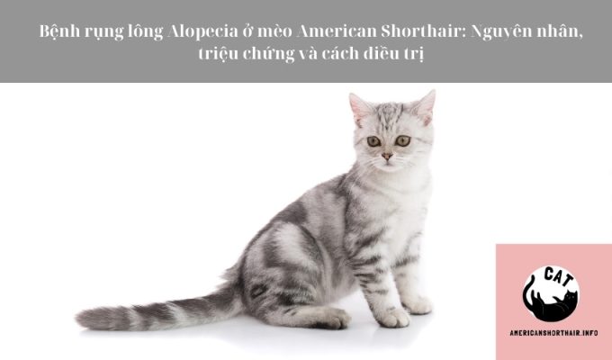 Bệnh rụng lông Alopecia ở mèo American Shorthair: Nguyên nhân, triệu chứng và cách điều trị