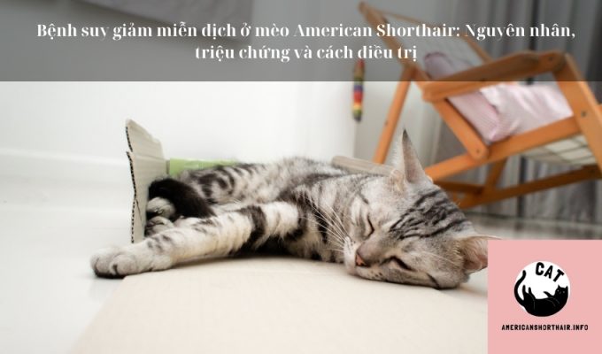 Bệnh suy giảm miễn dịch ở mèo American Shorthair: Nguyên nhân, triệu chứng và cách điều trị