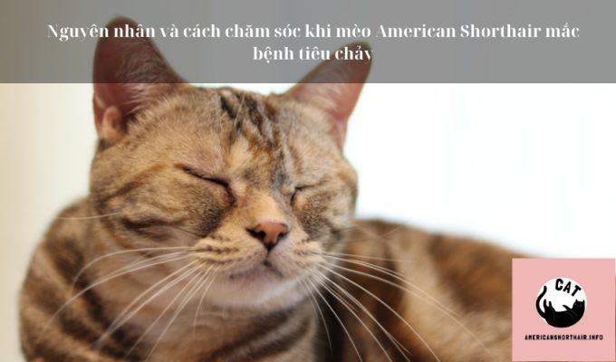 Nguyên nhân và cách chăm sóc khi mèo American Shorthair mắc bệnh tiêu chảy