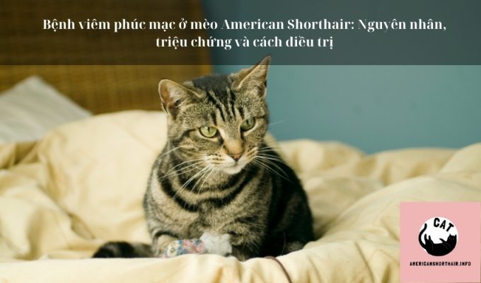 Bệnh viêm phúc mạc ở mèo American Shorthair: Nguyên nhân, triệu chứng và cách điều trị