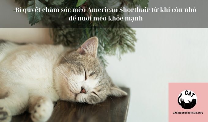 Bí quyết chăm sóc mèo American Shorthair từ khi còn nhỏ để nuôi mèo khỏe mạnh