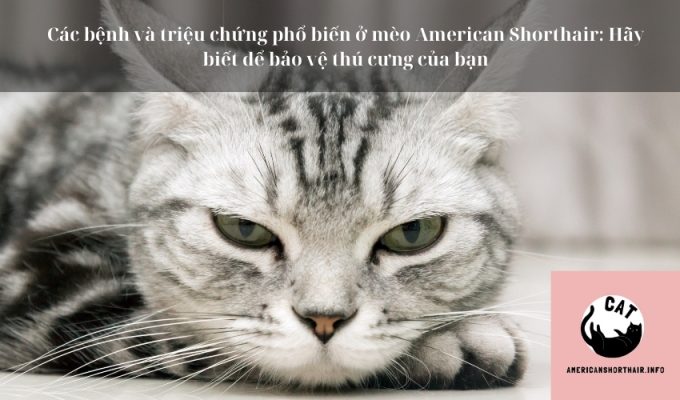 Các bệnh và triệu chứng phổ biến ở mèo American Shorthair: Hãy biết để bảo vệ thú cưng của bạn