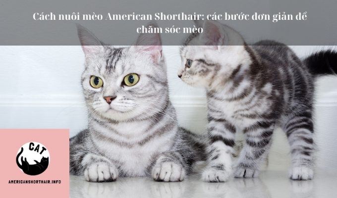 Cách nuôi mèo American Shorthair: các bước đơn giản để chăm sóc mèo