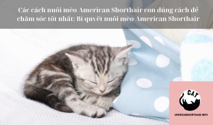 Các cách nuôi mèo American Shorthair con đúng cách để chăm sóc tốt nhất: Bí quyết nuôi mèo American Shorthair