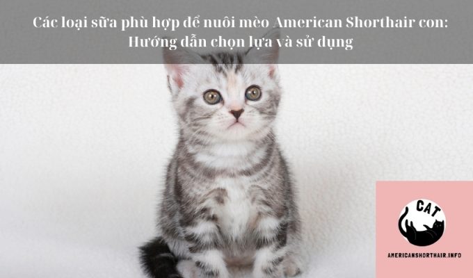 Các loại sữa phù hợp để nuôi mèo American Shorthair con: Hướng dẫn chọn lựa và sử dụng