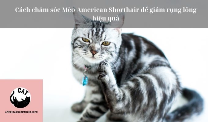 Cách chăm sóc Mèo American Shorthair để giảm rụng lông hiệu quả