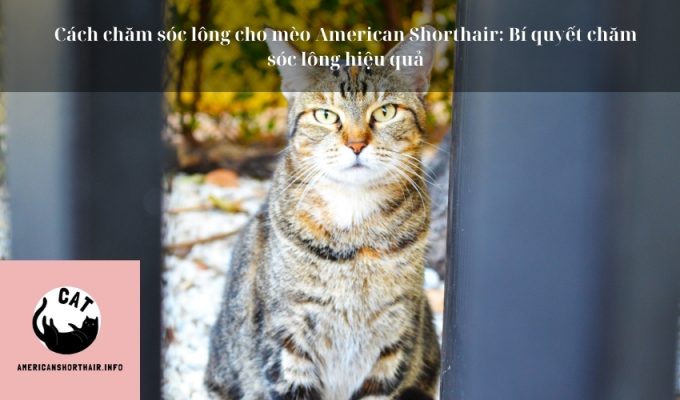 Cách chăm sóc lông cho mèo American Shorthair: Bí quyết chăm sóc lông hiệu quả