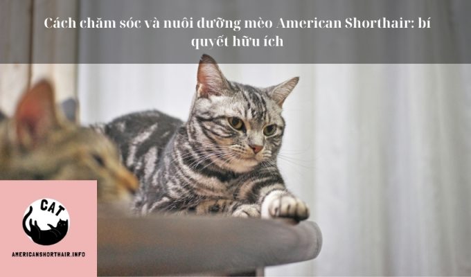 Cách chăm sóc và nuôi dưỡng mèo American Shorthair: bí quyết hữu ích