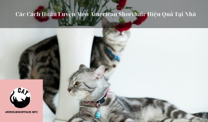 Các Cách Huấn Luyện Mèo American Shorthair Hiệu Quả Tại Nhà