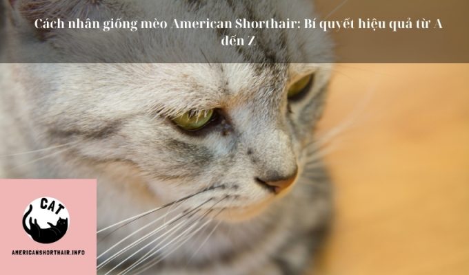 Cách nhân giống mèo American Shorthair: Bí quyết hiệu quả từ A đến Z