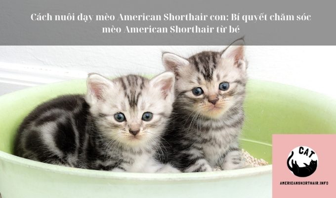 Cách nuôi dạy mèo American Shorthair con: Bí quyết chăm sóc mèo American Shorthair từ bé