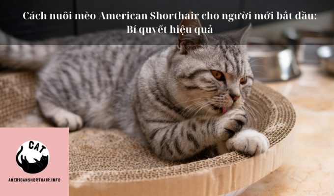 Cách nuôi mèo American Shorthair cho người mới bắt đầu: Bí quyết hiệu quả