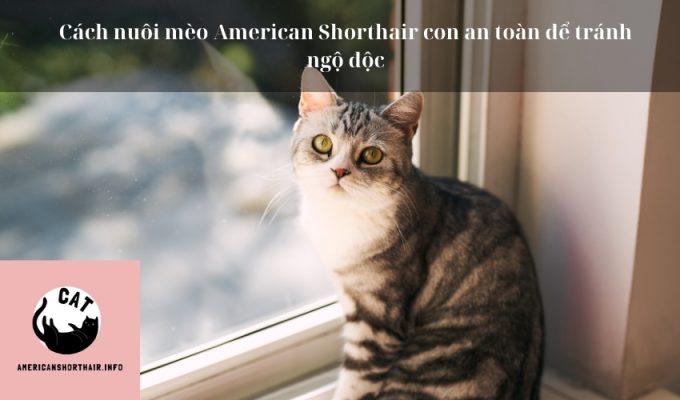 Cách nuôi mèo American Shorthair con an toàn để tránh ngộ độc