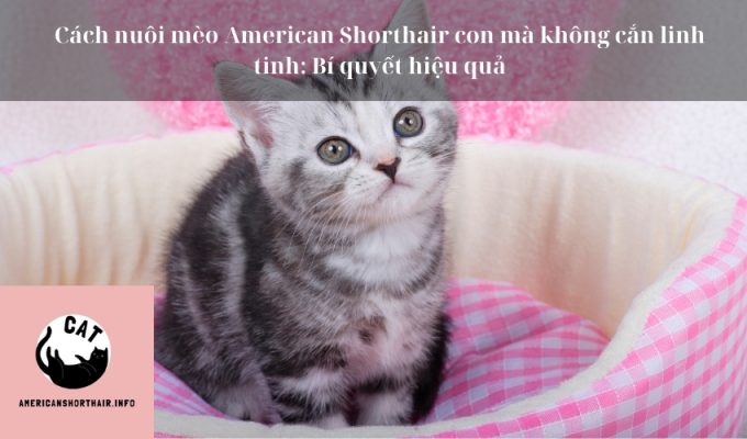 Cách nuôi mèo American Shorthair con mà không cắn linh tinh: Bí quyết hiệu quả