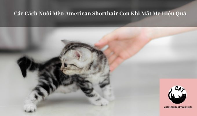 Các Cách Nuôi Mèo American Shorthair Con Khi Mất Mẹ Hiệu Quả