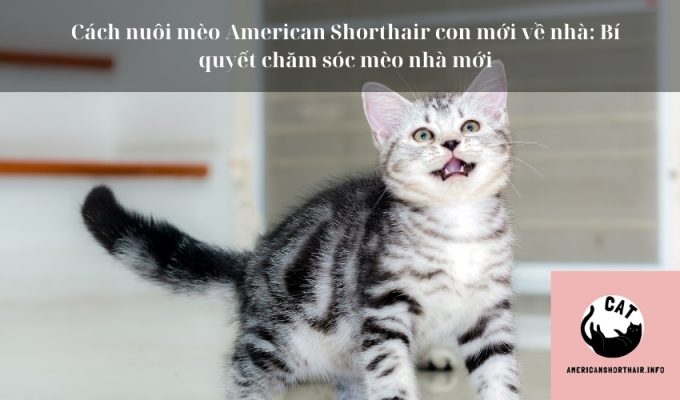 Cách nuôi mèo American Shorthair con mới về nhà: Bí quyết chăm sóc mèo nhà mới