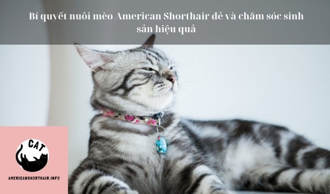 Bí quyết nuôi mèo American Shorthair đẻ và chăm sóc sinh sản hiệu quả