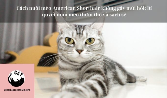 Cách nuôi mèo American Shorthair không gây mùi hôi: Bí quyết nuôi mèo thơm tho và sạch sẽ