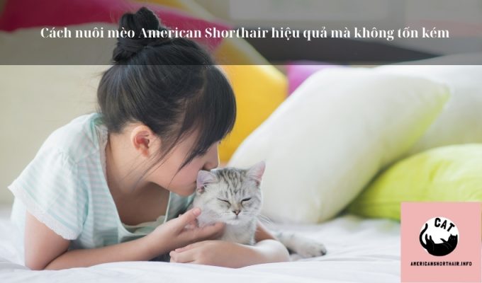 Cách nuôi mèo American Shorthair hiệu quả mà không tốn kém