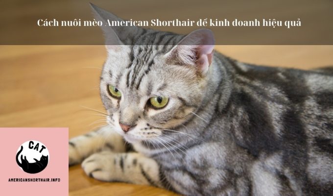 Cách nuôi mèo American Shorthair để kinh doanh hiệu quả