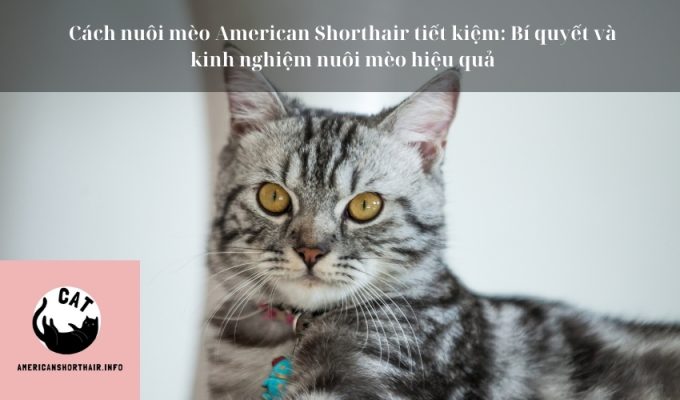 Cách nuôi mèo American Shorthair tiết kiệm: Bí quyết và kinh nghiệm nuôi mèo hiệu quả