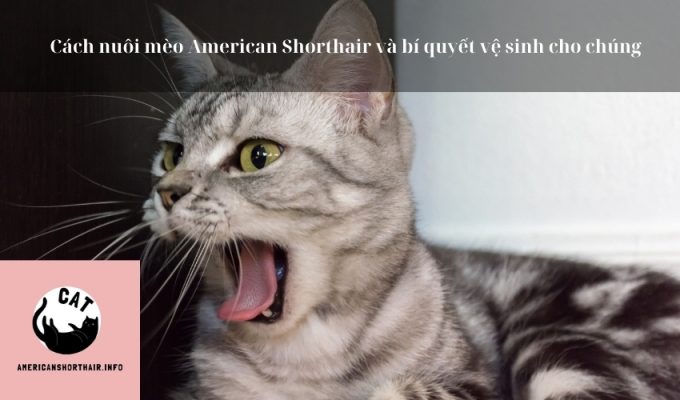 Cách nuôi mèo American Shorthair và bí quyết vệ sinh cho chúng