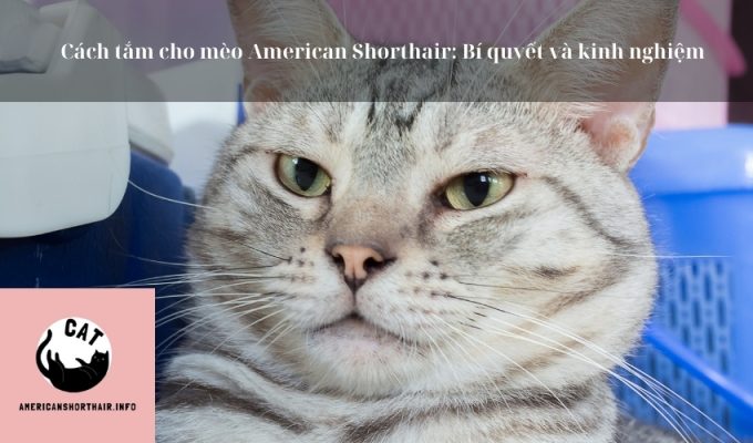 Cách tắm cho mèo American Shorthair: Bí quyết và kinh nghiệm