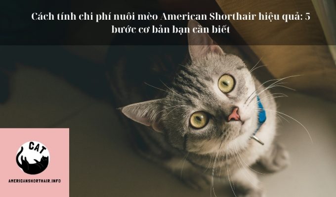 Cách tính chi phí nuôi mèo American Shorthair hiệu quả: 5 bước cơ bản bạn cần biết