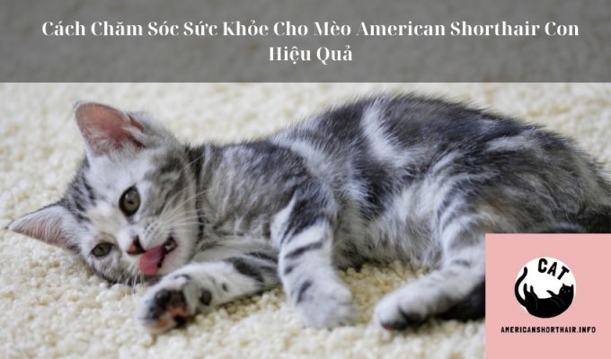 Cách Chăm Sóc Sức Khỏe Cho Mèo American Shorthair Con Hiệu Quả