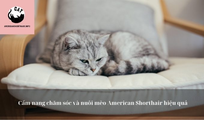 Cẩm nang chăm sóc và nuôi mèo American Shorthair hiệu quả