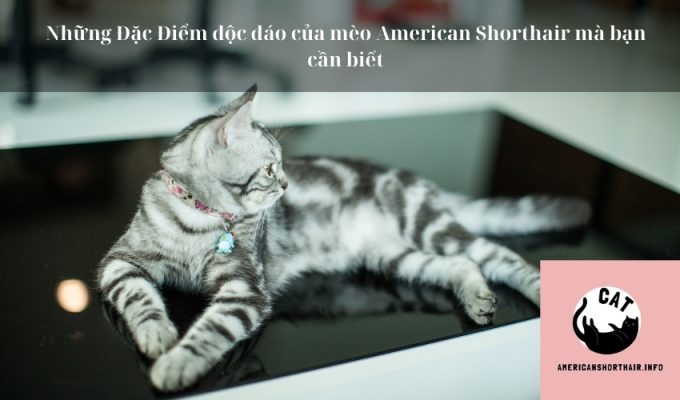 Những Đặc Điểm độc đáo của mèo American Shorthair mà bạn cần biết