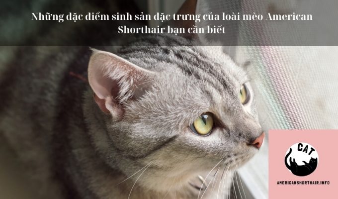 Những đặc điểm sinh sản đặc trưng của loài mèo American Shorthair bạn cần biết