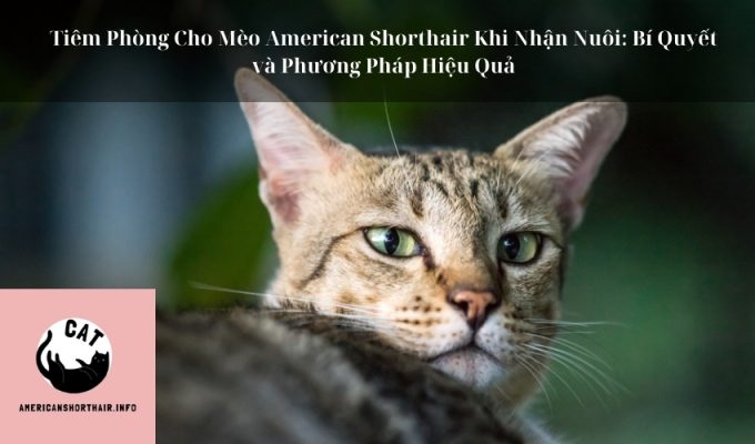 Tiêm Phòng Cho Mèo American Shorthair Khi Nhận Nuôi: Bí Quyết và Phương Pháp Hiệu Quả