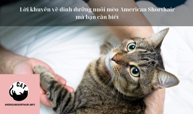 Lời khuyên về dinh dưỡng nuôi mèo American Shorthair mà bạn cần biết