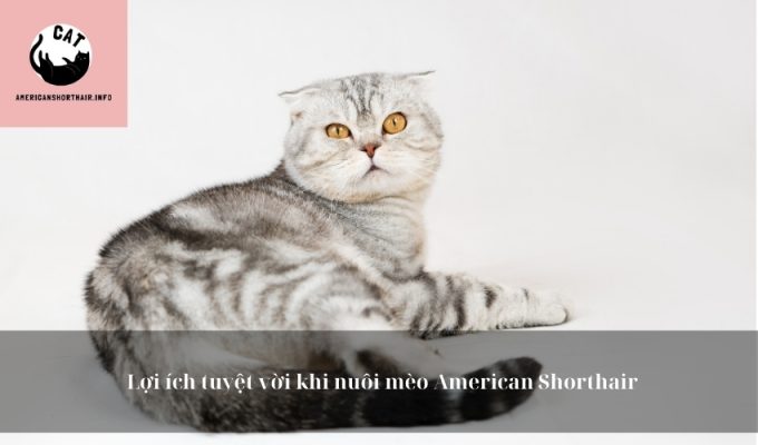 Lợi ích tuyệt vời khi nuôi mèo American Shorthair