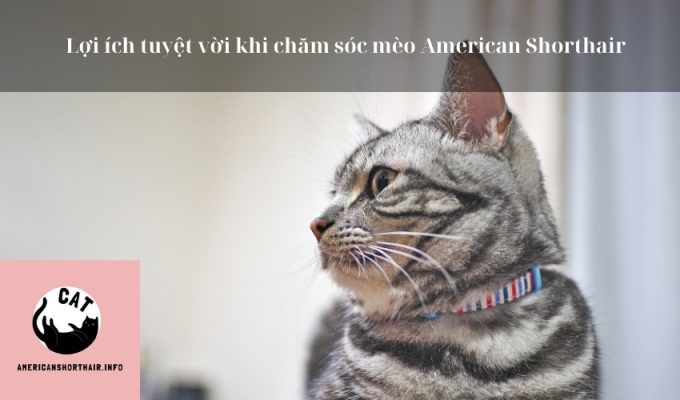 Lợi ích tuyệt vời khi chăm sóc mèo American Shorthair