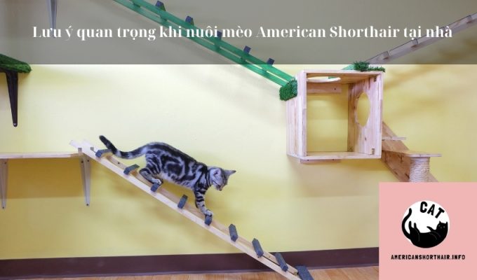 Lưu ý quan trọng khi nuôi mèo American Shorthair tại nhà