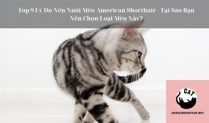 Top 9 Lý Do Nên Nuôi Mèo American Shorthair - Tại Sao Bạn Nên Chọn Loại Mèo Này?