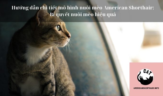 Hướng dẫn chi tiết mô hình nuôi mèo American Shorthair: Bí quyết nuôi mèo hiệu quả