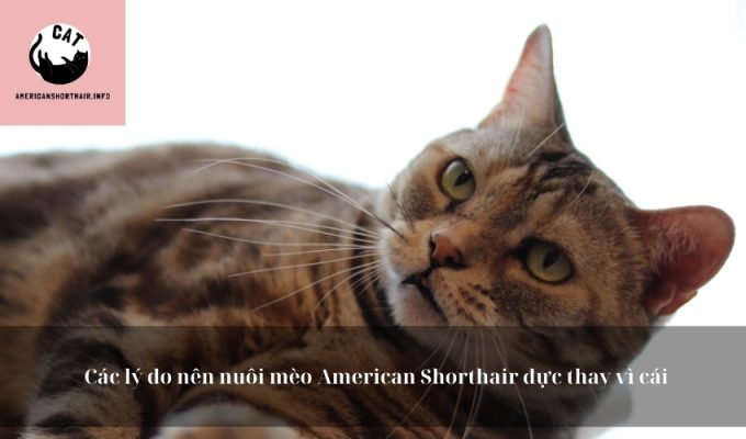 Các lý do nên nuôi mèo American Shorthair đực thay vì cái