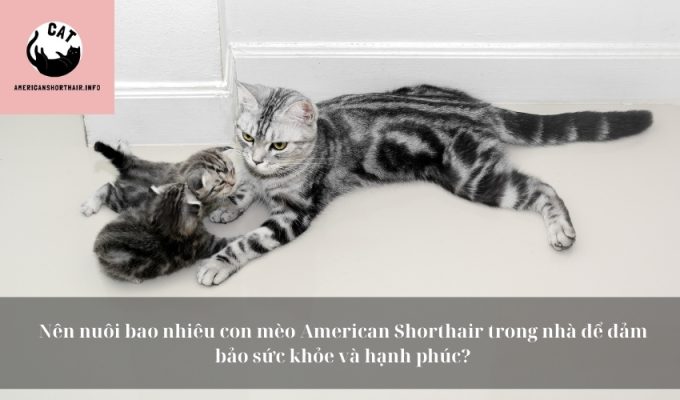 Nên nuôi bao nhiêu con mèo American Shorthair trong nhà để đảm bảo sức khỏe và hạnh phúc?